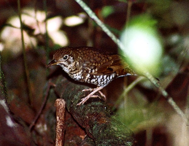 Russet-tailed Thrush - ML206061651