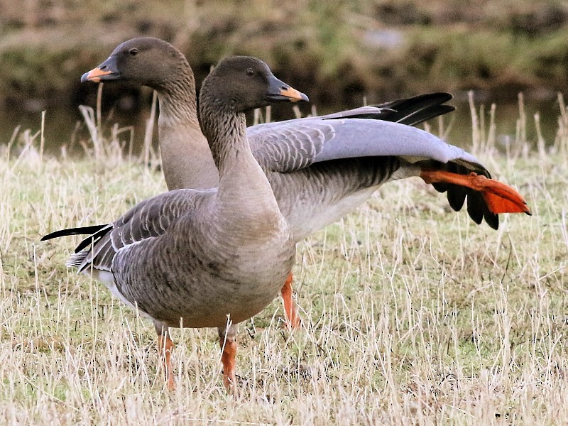 Tundra Bean-Goose - ML206061731