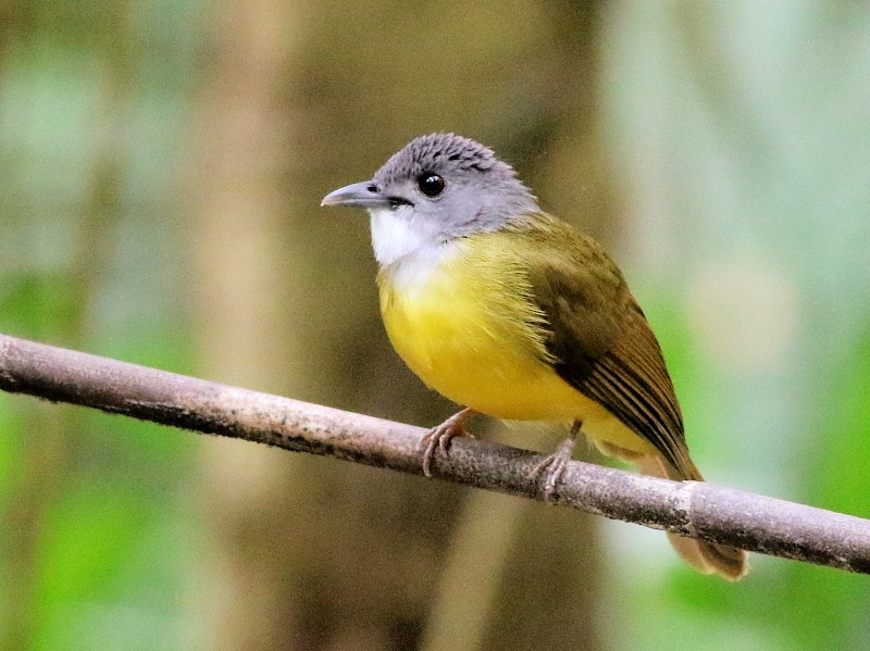 Yellow-bellied Bulbul - David Cooper