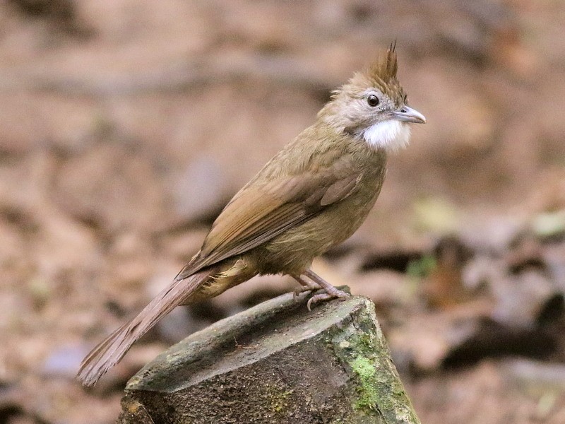 Ochraceous Bulbul - ML206061861