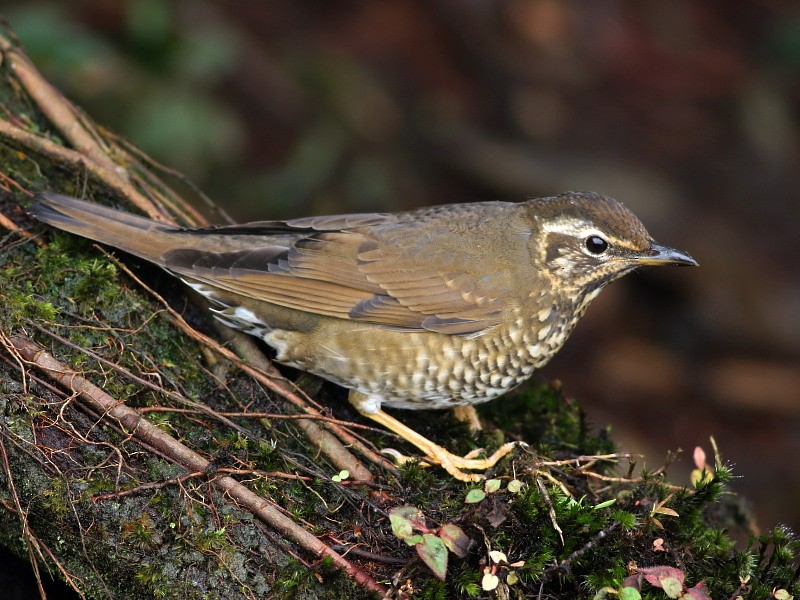 Siberian Thrush - ML206061921