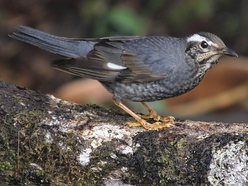 Siberian Thrush - ML206061931