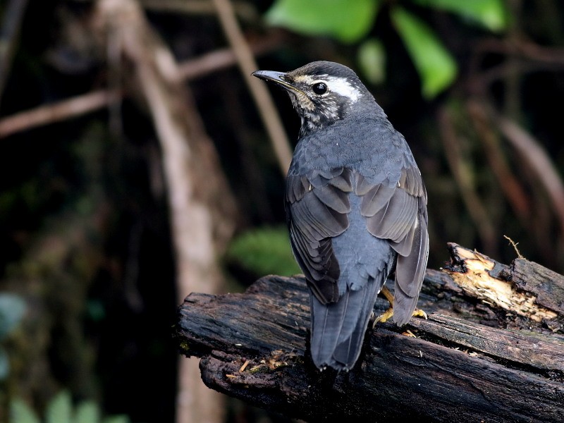 Siberian Thrush - ML206061941