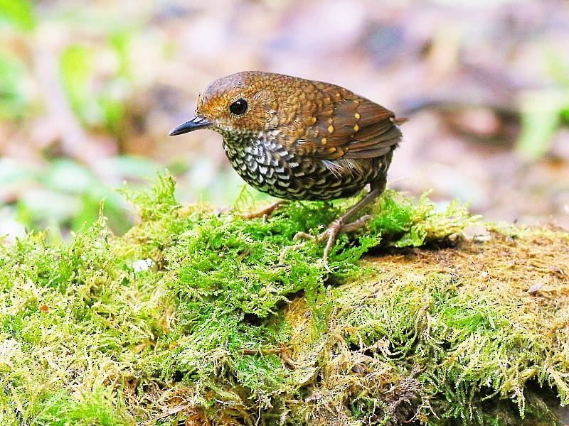 Pygmy Cupwing - David Cooper