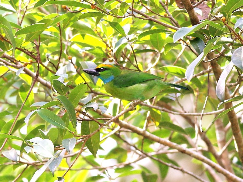 Yellow-crowned Barbet - ML206062071