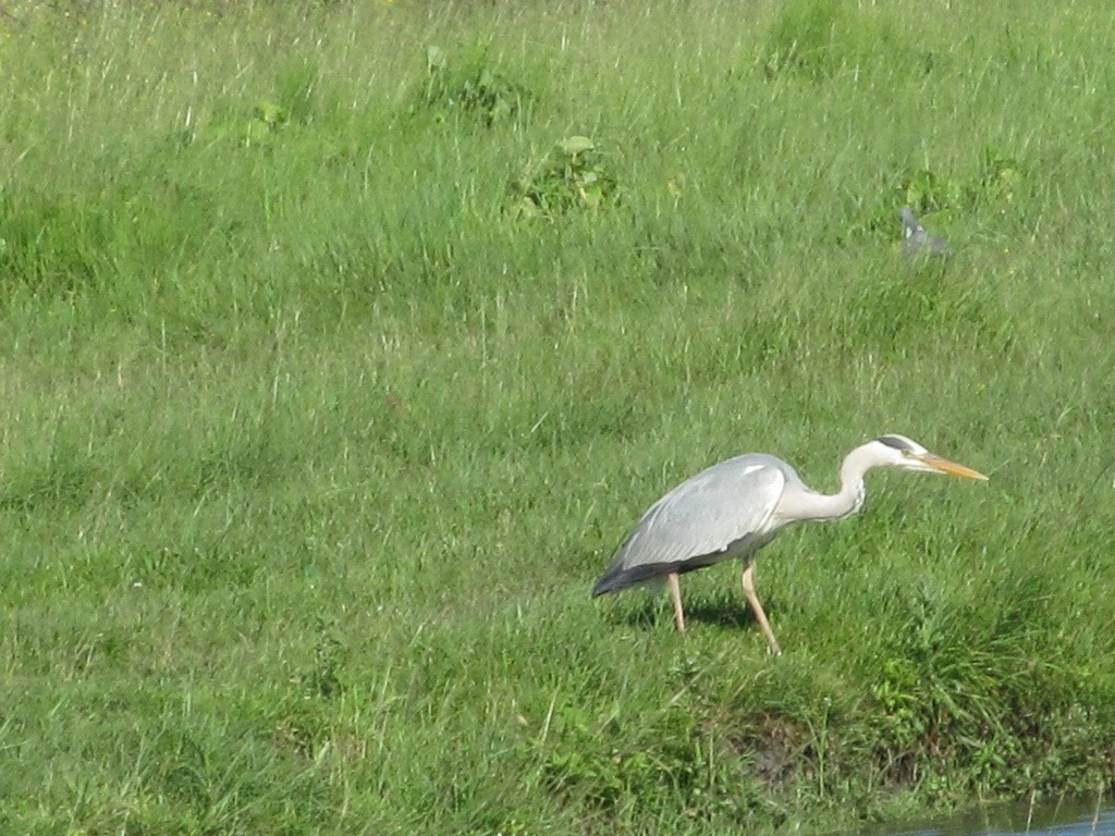 Gray Heron (Gray) - ML206062161