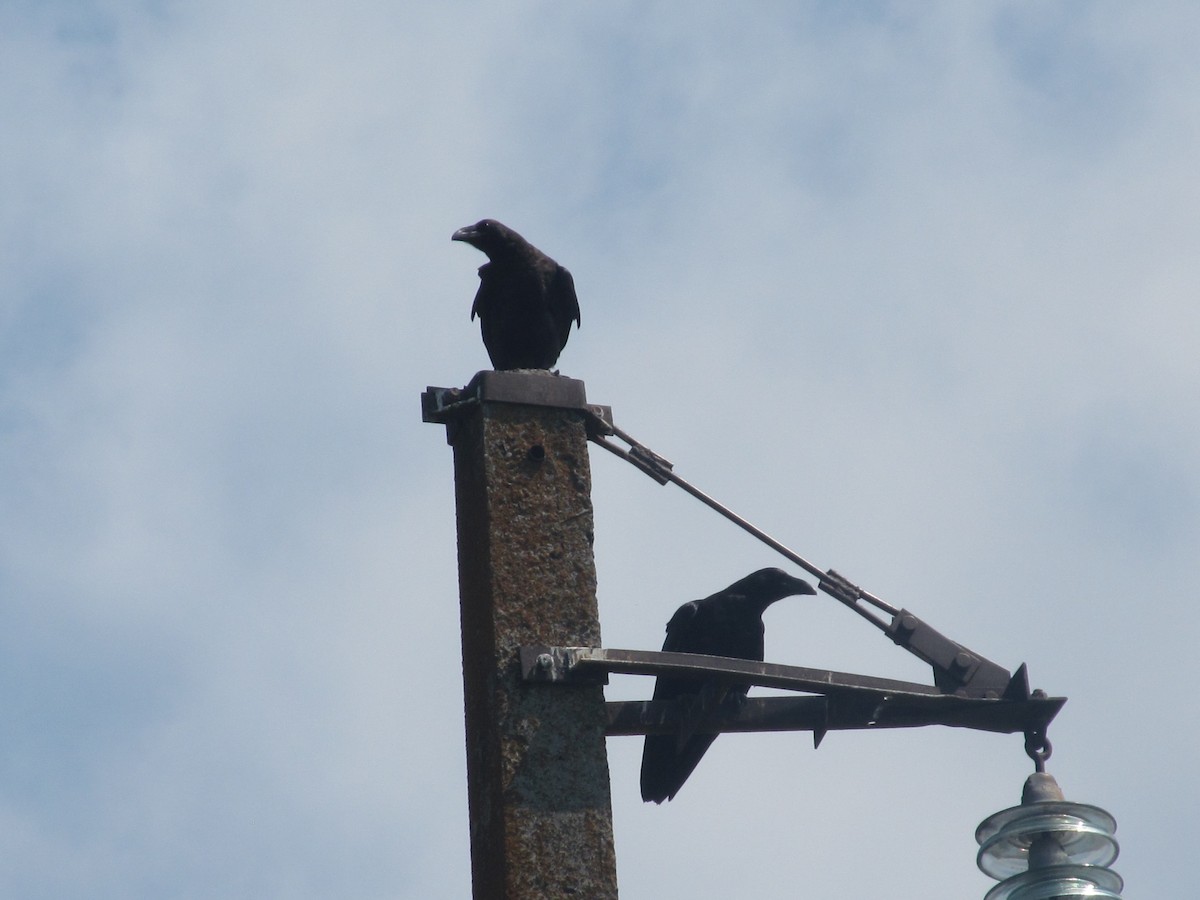 Common Raven - ML206062271