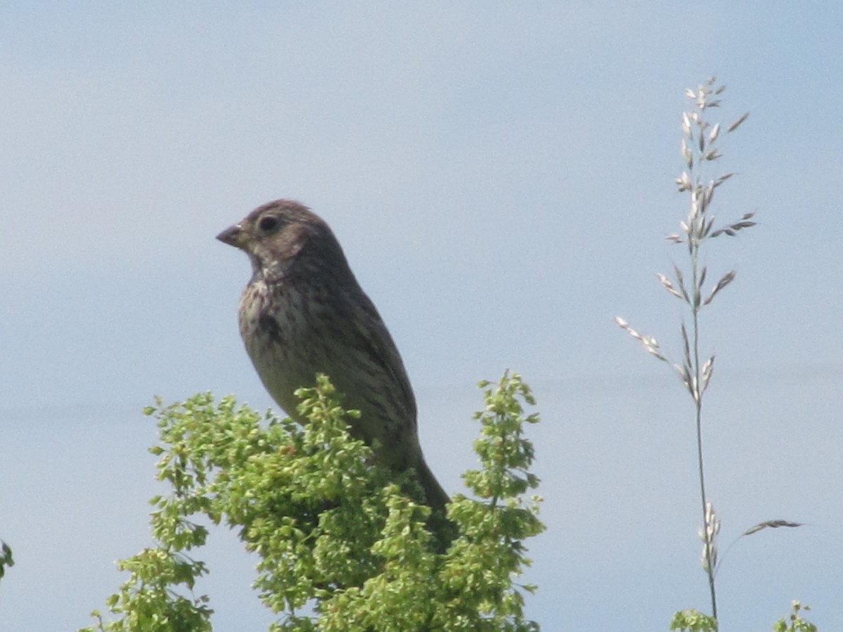 Corn Bunting - ML206062311