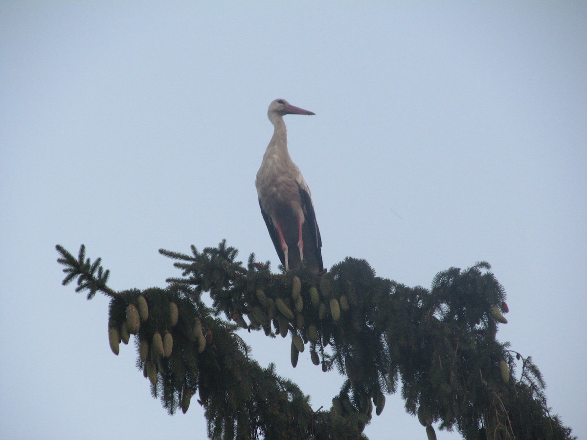 White Stork - ML206062361