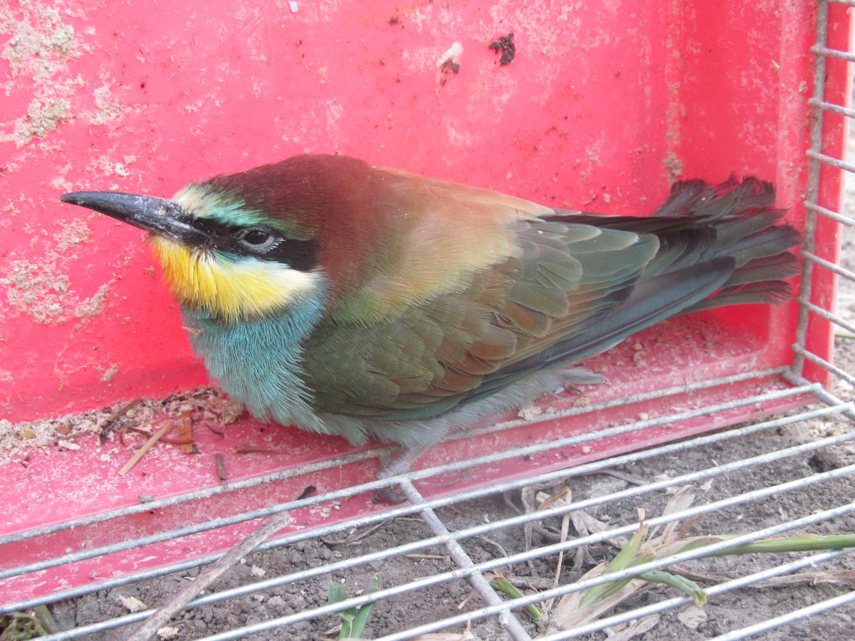 European Bee-eater - ML206062381