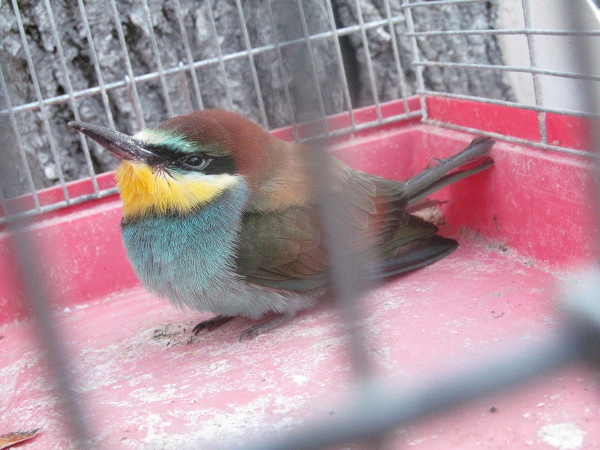 European Bee-eater - ML206062391