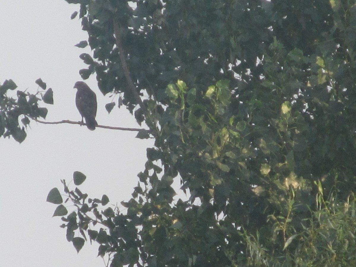 Common Buzzard (Western) - ML206062431