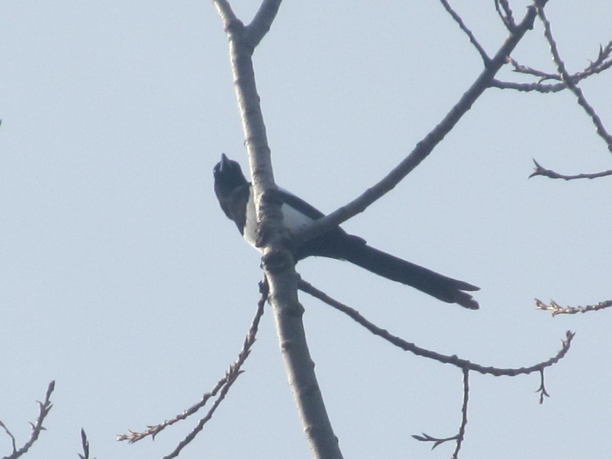 Eurasian Magpie (Eurasian) - ML206062551