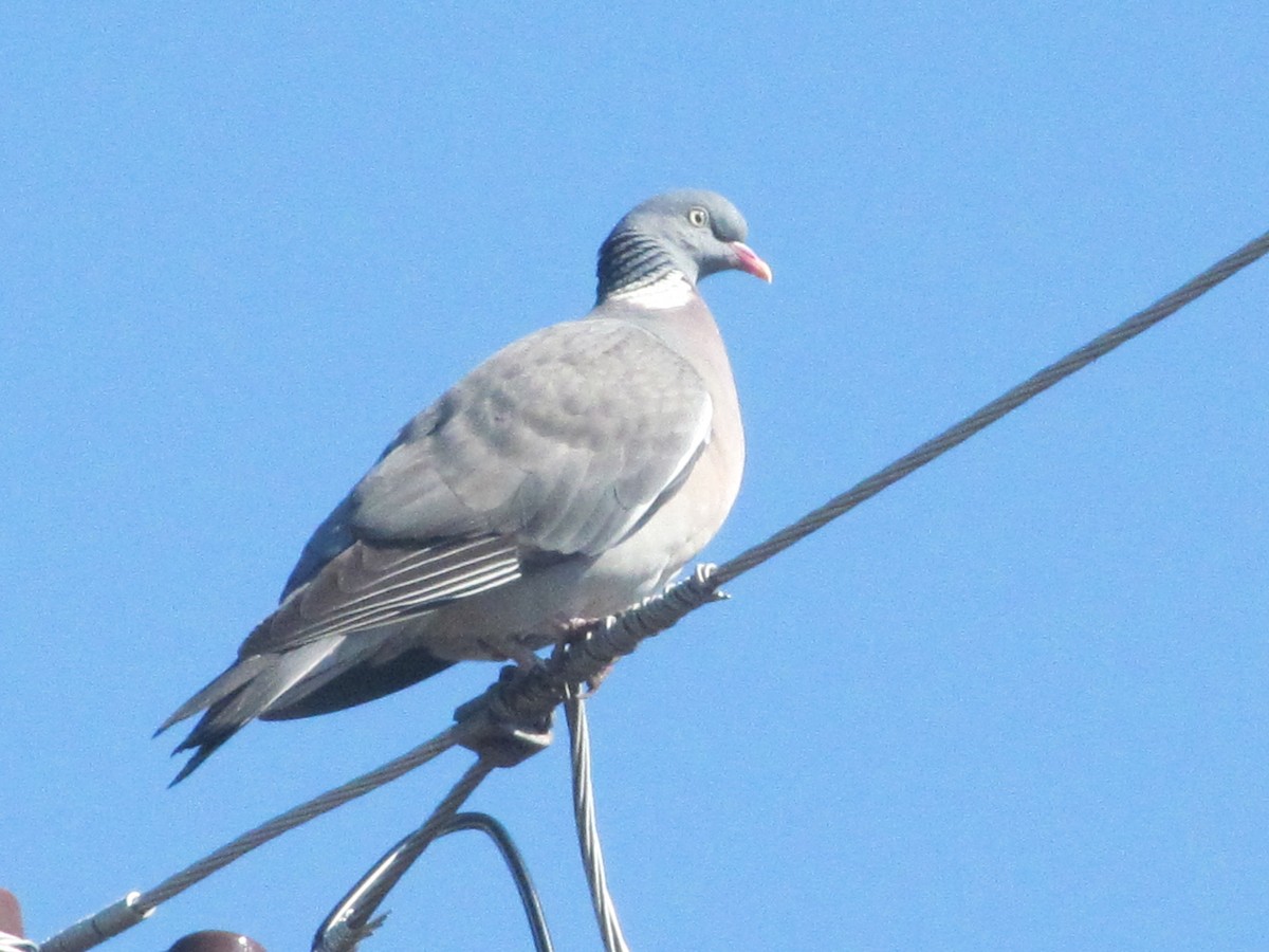 Common Wood-Pigeon (White-necked) - ML206062601