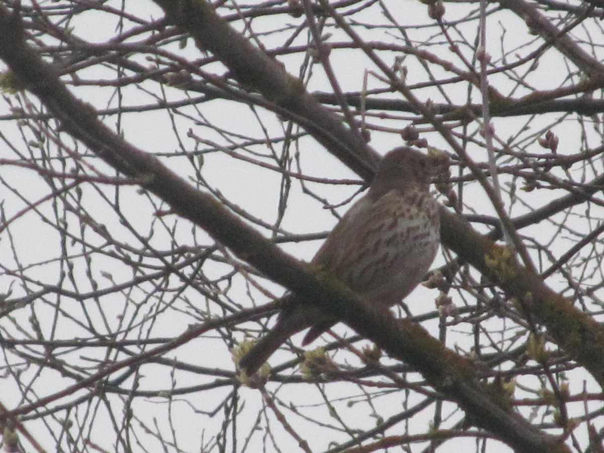 Song Thrush - ML206062621