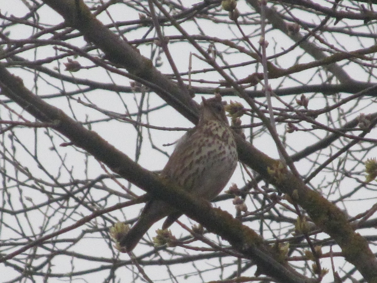 Song Thrush - Ruslan Mazuryk