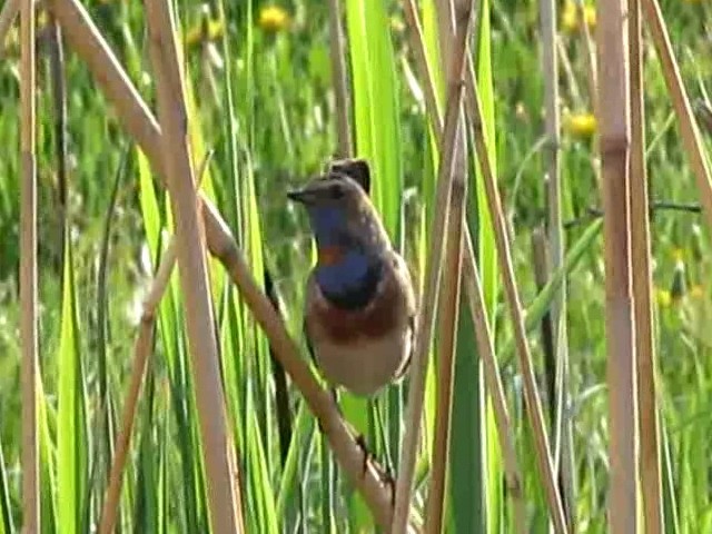 Gorgebleue à miroir (groupe svecica) - ML206062771