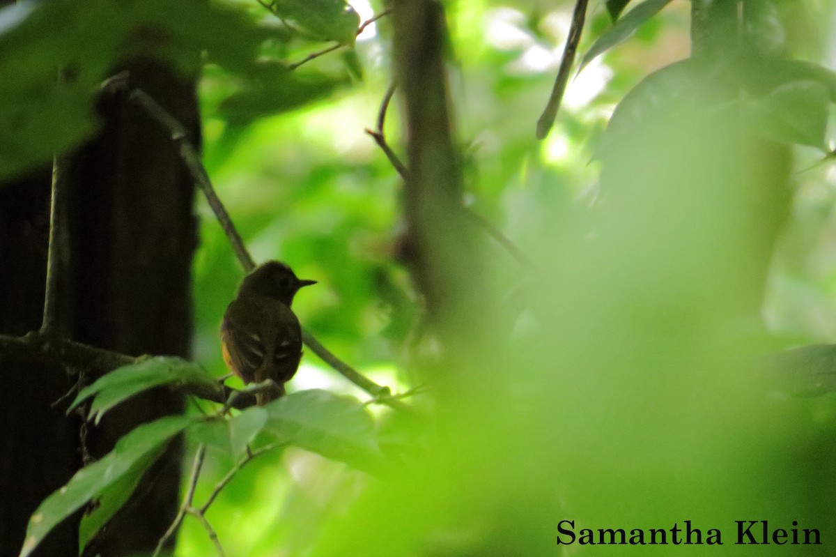 Ochre-bellied Flycatcher - ML206063091