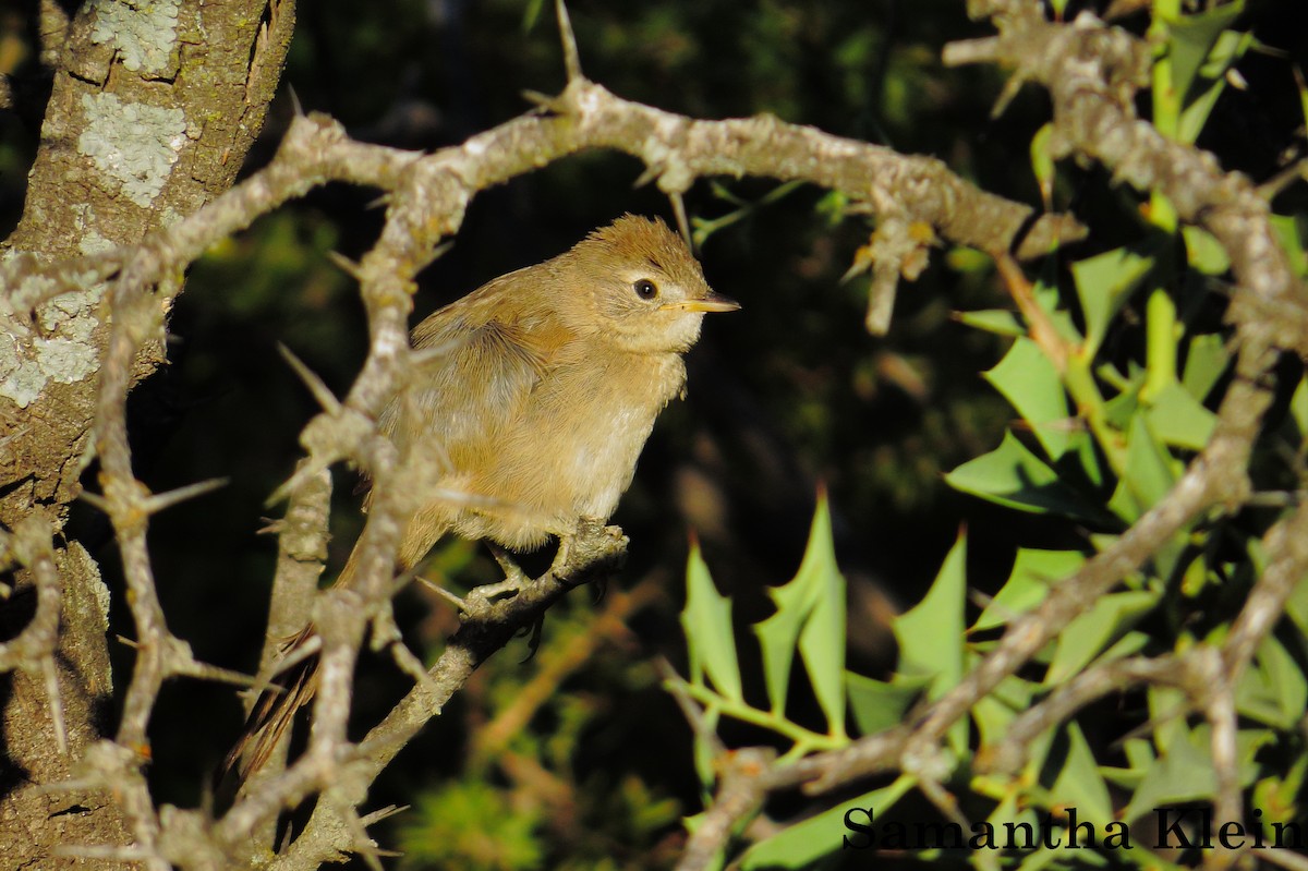 Pale-breasted Spinetail - ML206063121