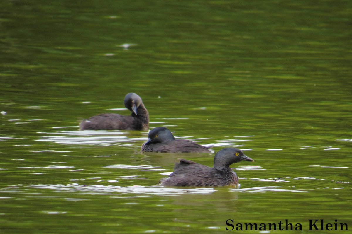 Least Grebe - ML206063191