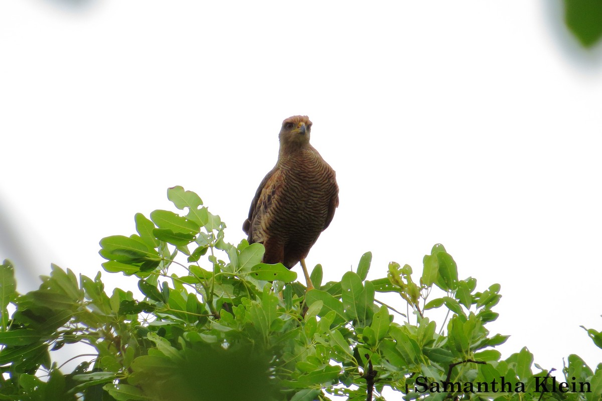 Savanna Hawk - ML206063211