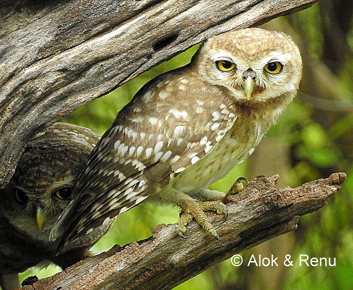 Spotted Owlet - ML206063831