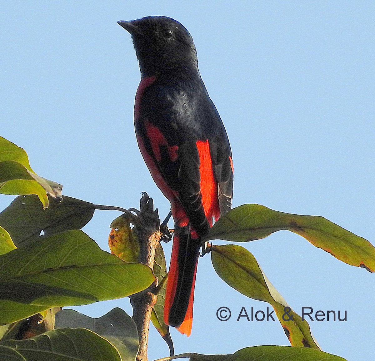 Long-tailed Minivet - Alok Tewari