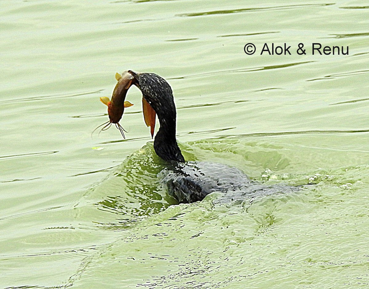 Little Cormorant - Alok Tewari