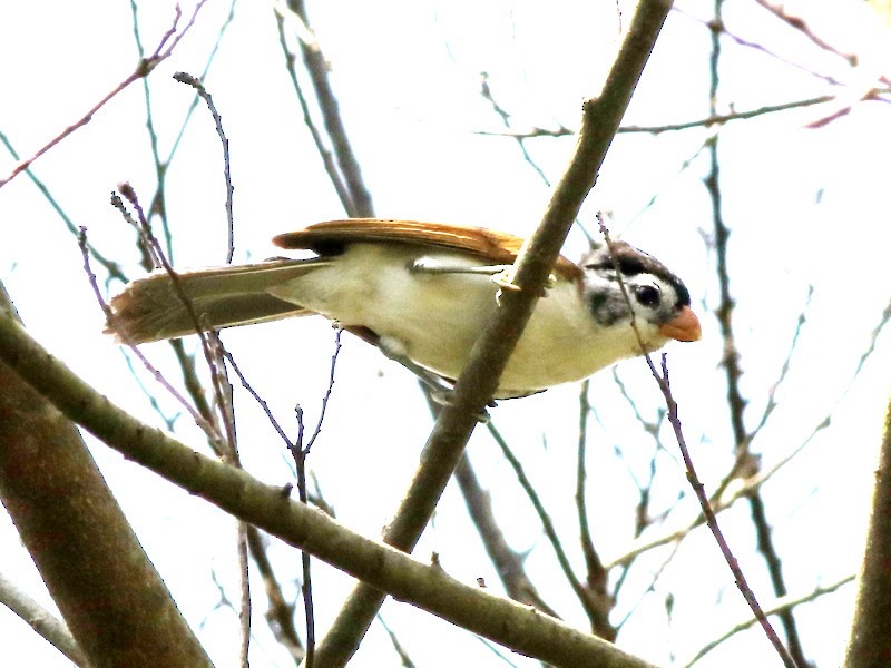 Black-headed Parrotbill - David Cooper