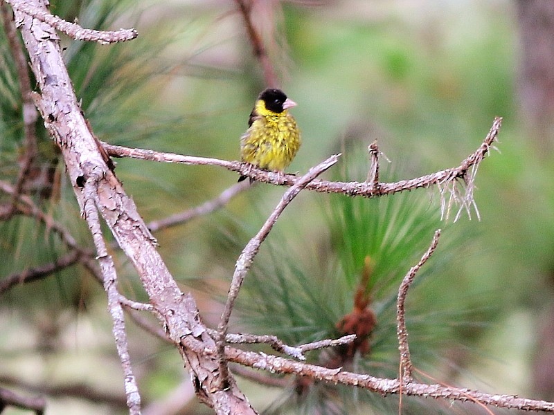 Vietnamese Greenfinch - ML206064351