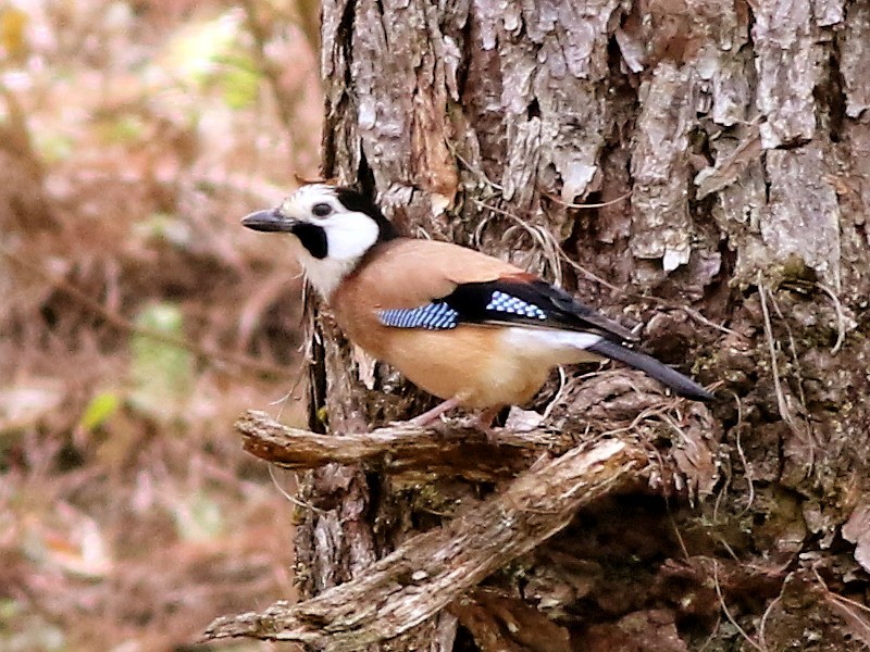 Eurasian Jay (White-faced) - ML206064361