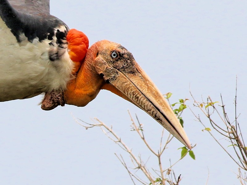 Greater Adjutant - David Cooper