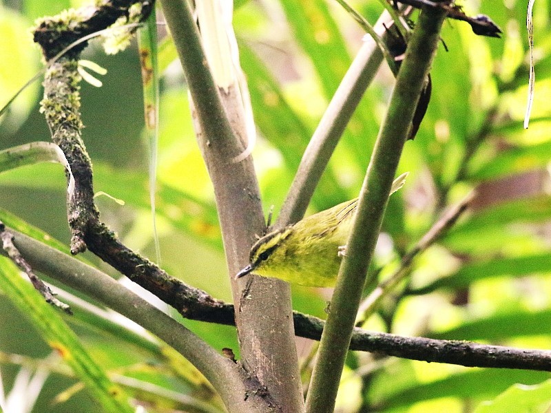 Mountain Leaf Warbler - ML206064861