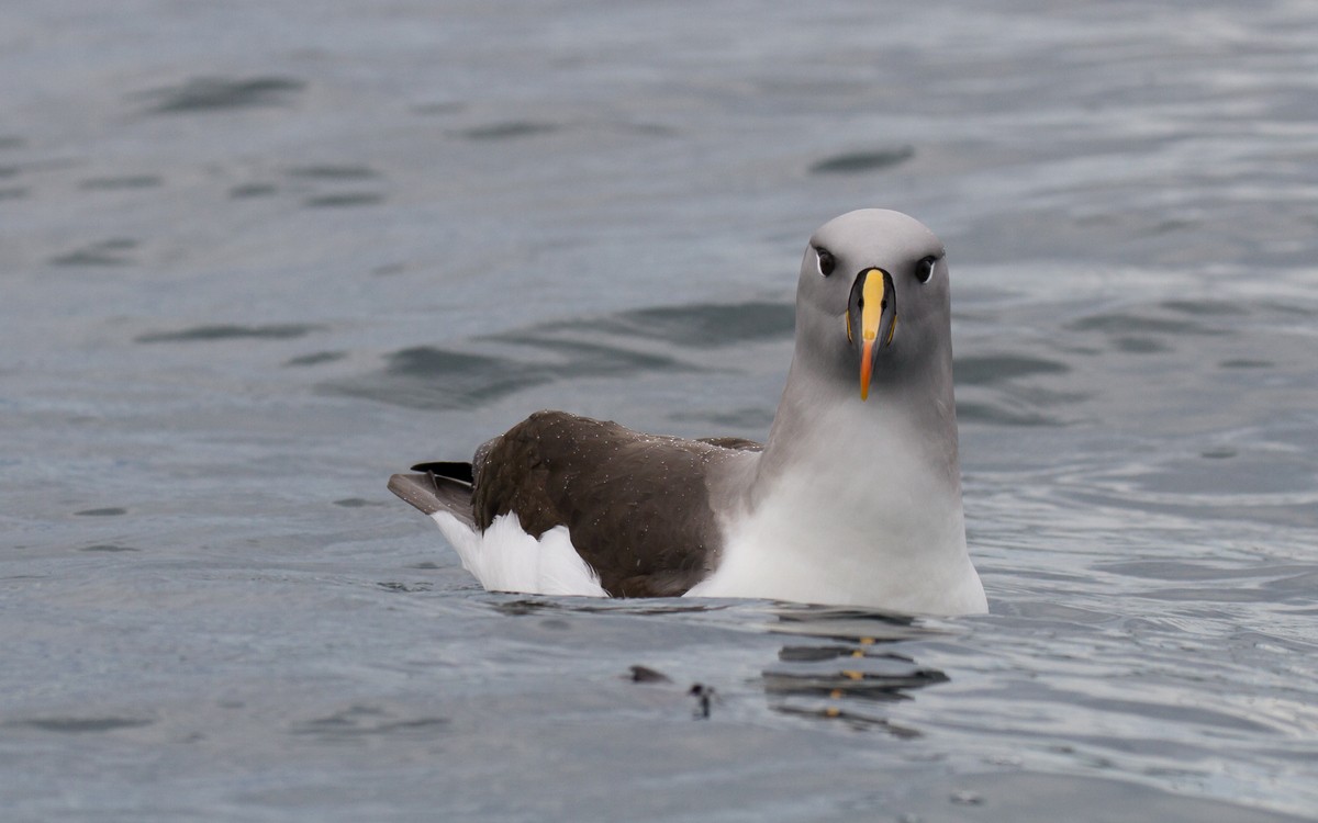 Albatros à tête grise - ML20606491