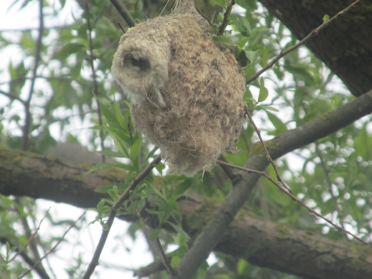 Eurasian Penduline-Tit - ML206065011