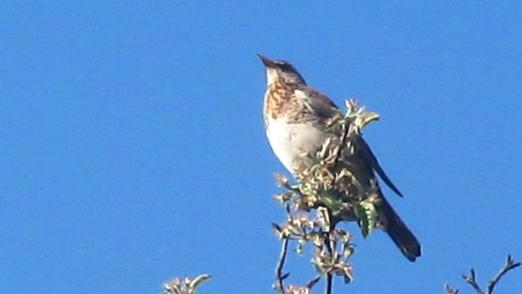 Fieldfare - ML206065041