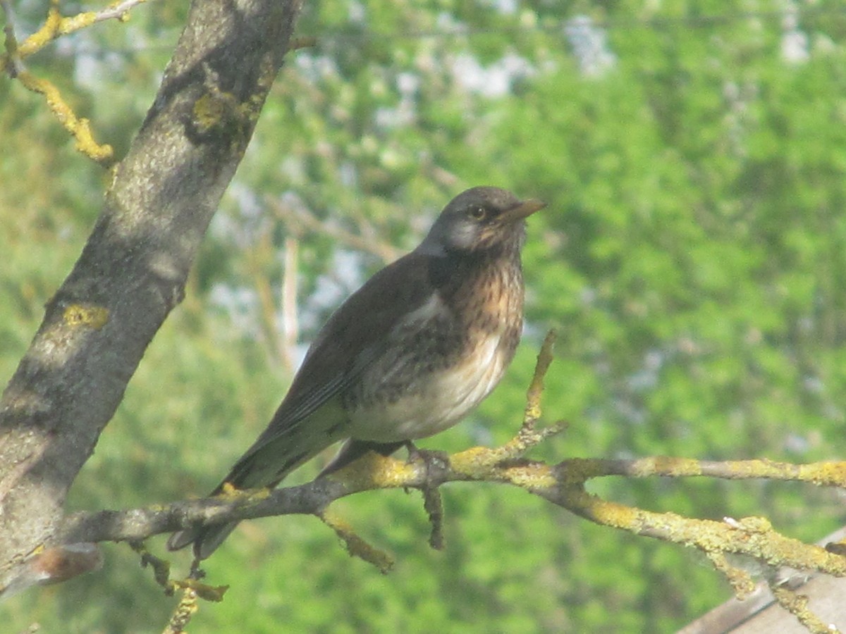 Fieldfare - ML206065091