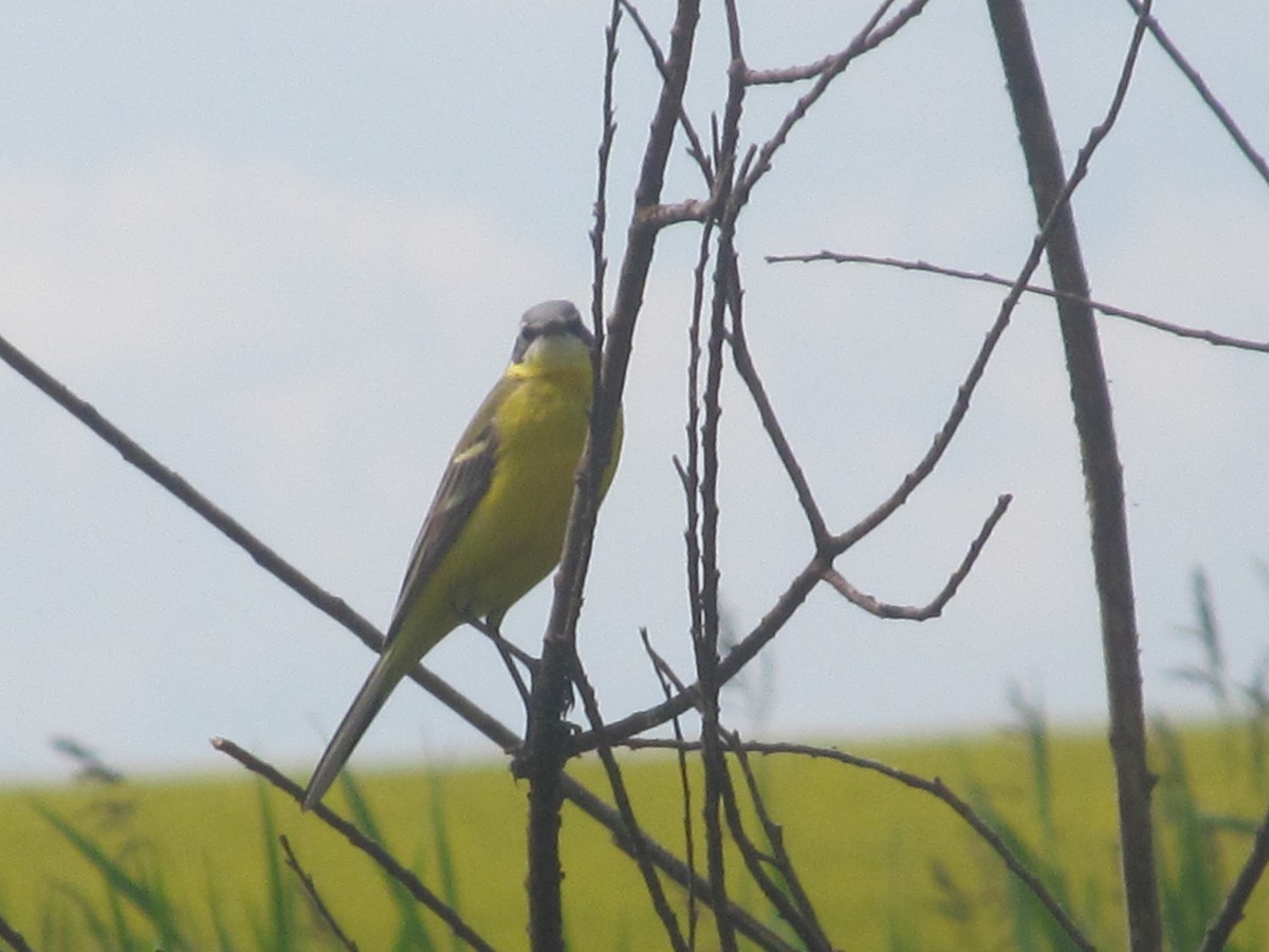 Western Yellow Wagtail (flava) - ML206065121