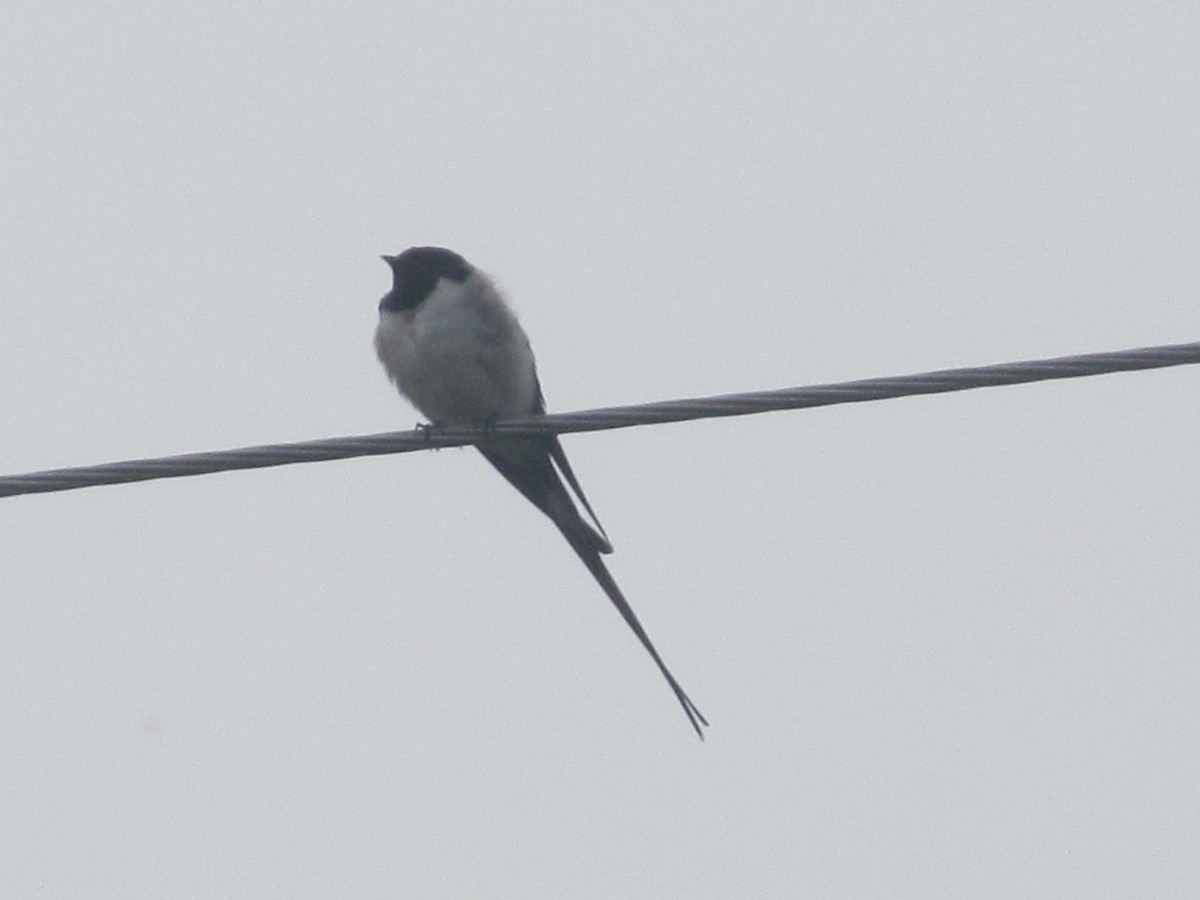 Barn Swallow (White-bellied) - ML206065131