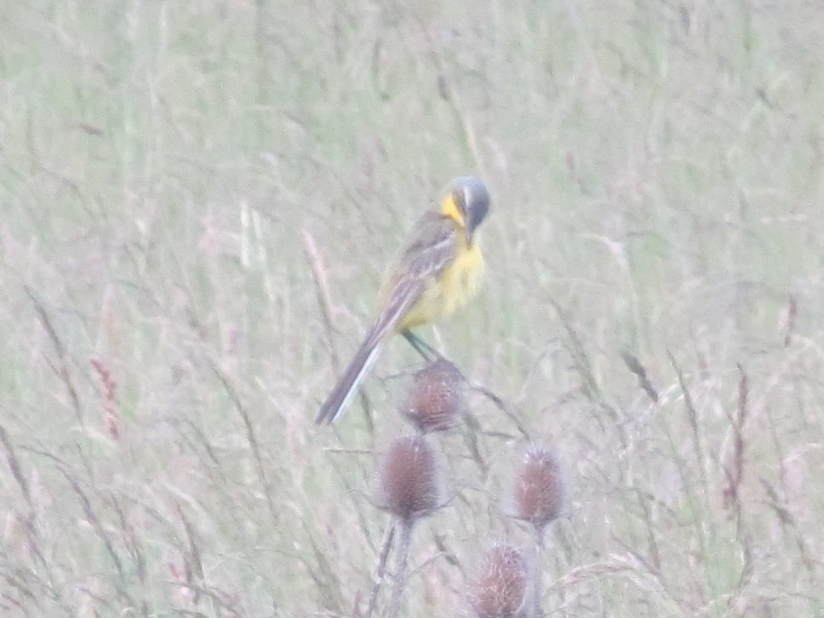 Western Yellow Wagtail (flava) - ML206065211