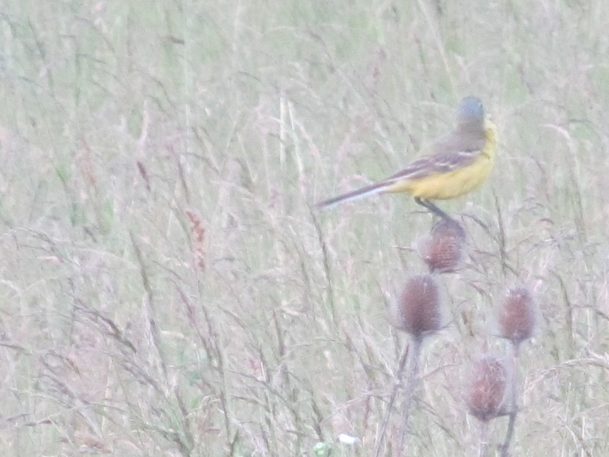 Western Yellow Wagtail (flava) - ML206065221