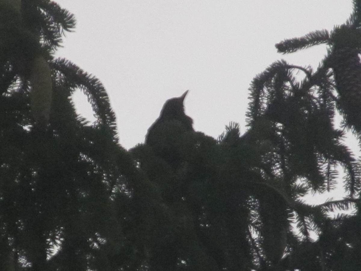 Eurasian Blackbird - ML206065261