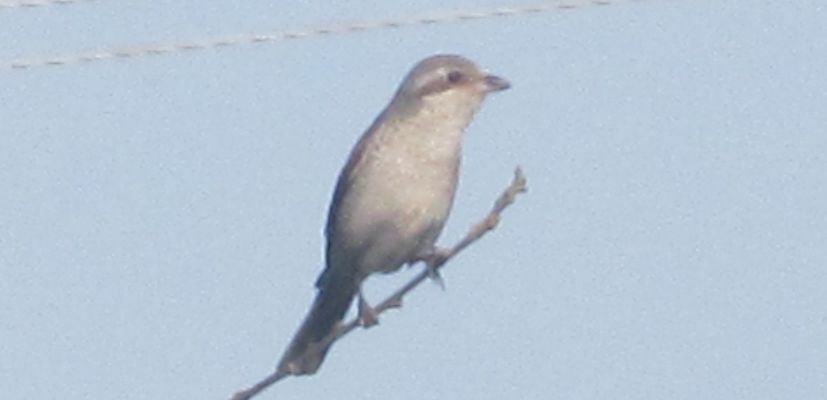 Red-backed Shrike - ML206065331