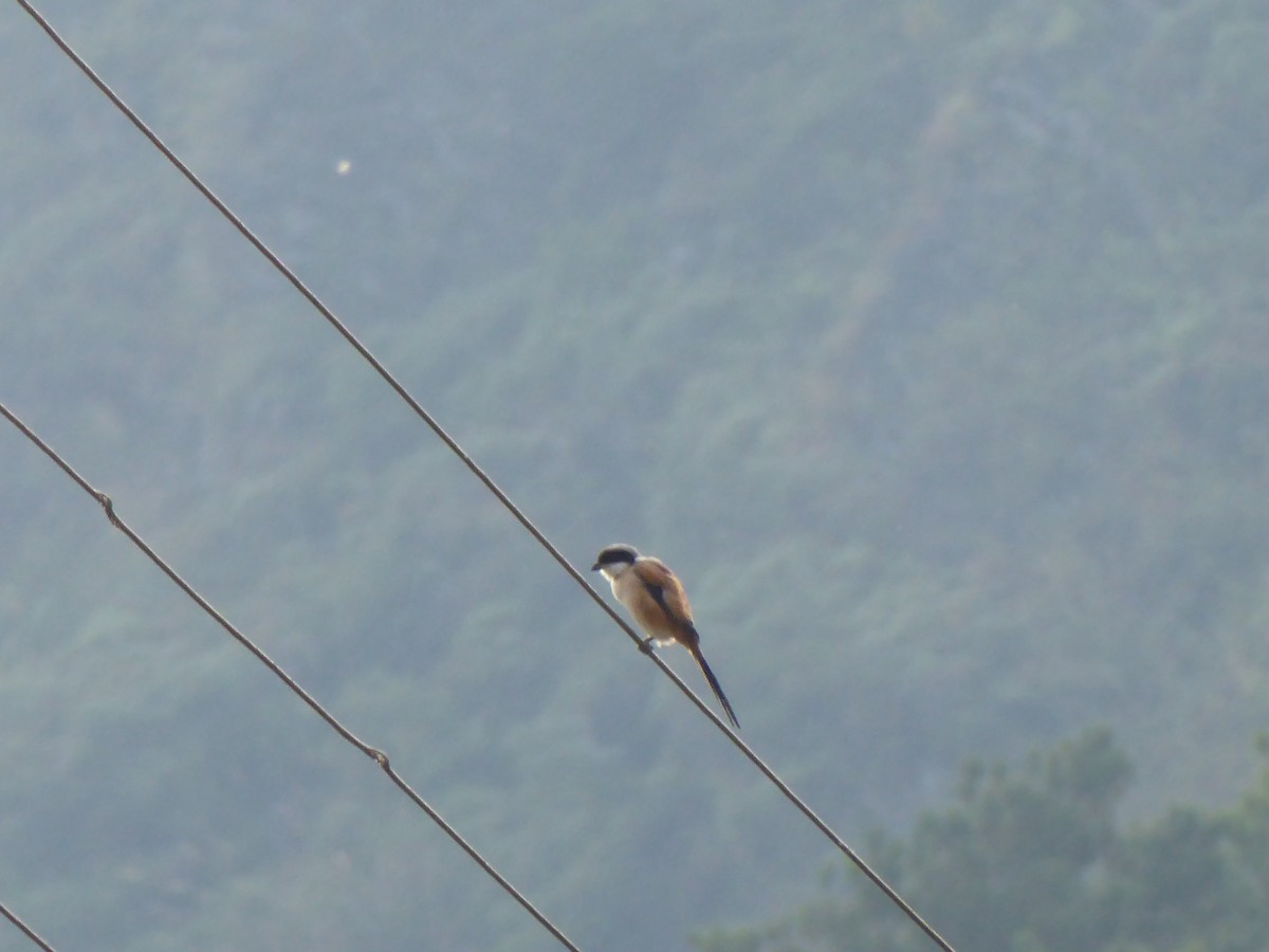 Long-tailed Shrike - Michael W