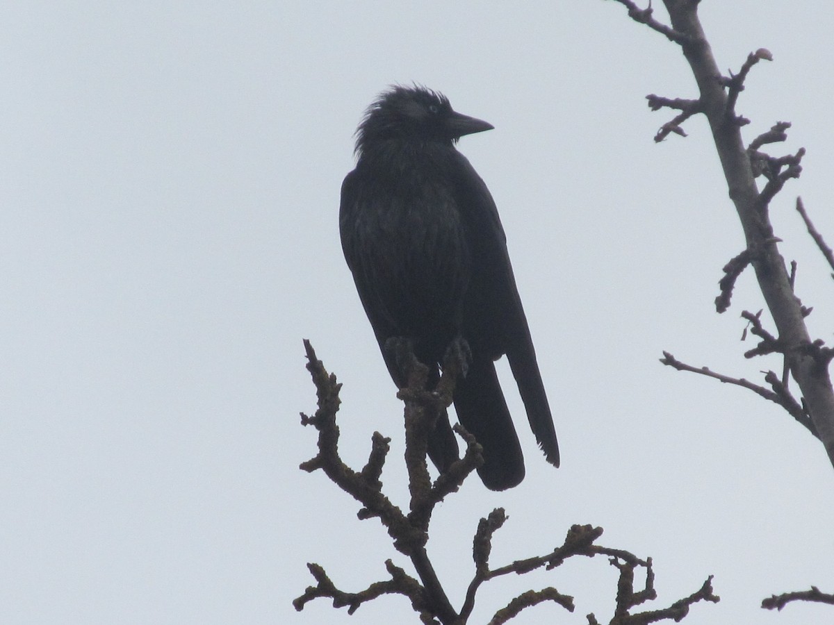 Eurasian Jackdaw - Ruslan Mazuryk