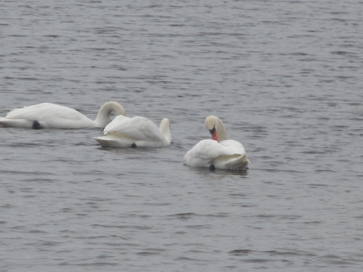 Cygne tuberculé - ML206065601