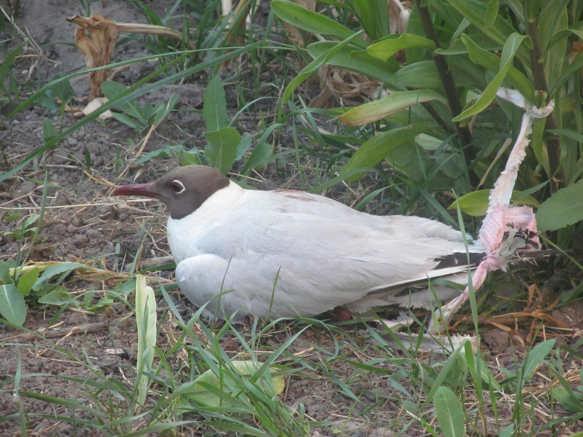 Black-headed Gull - ML206065621