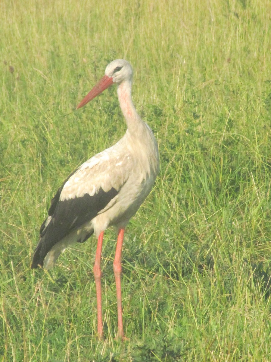 White Stork - ML206065651