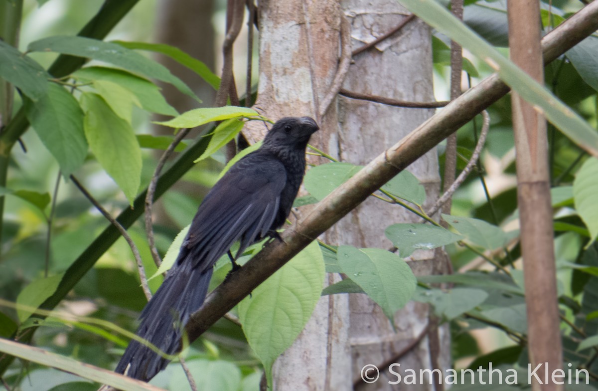 Groove-billed Ani - ML206065781