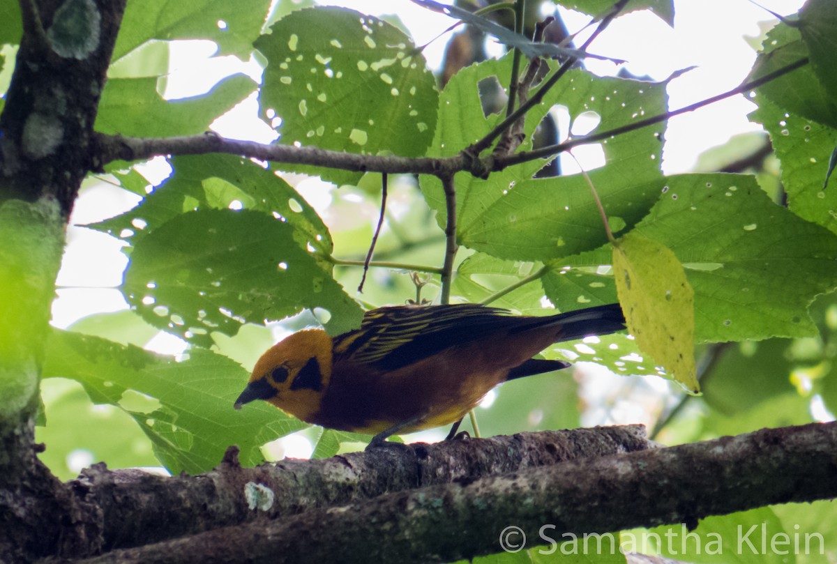 Golden Tanager (arthus) - ML206065841